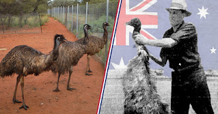 great emu war