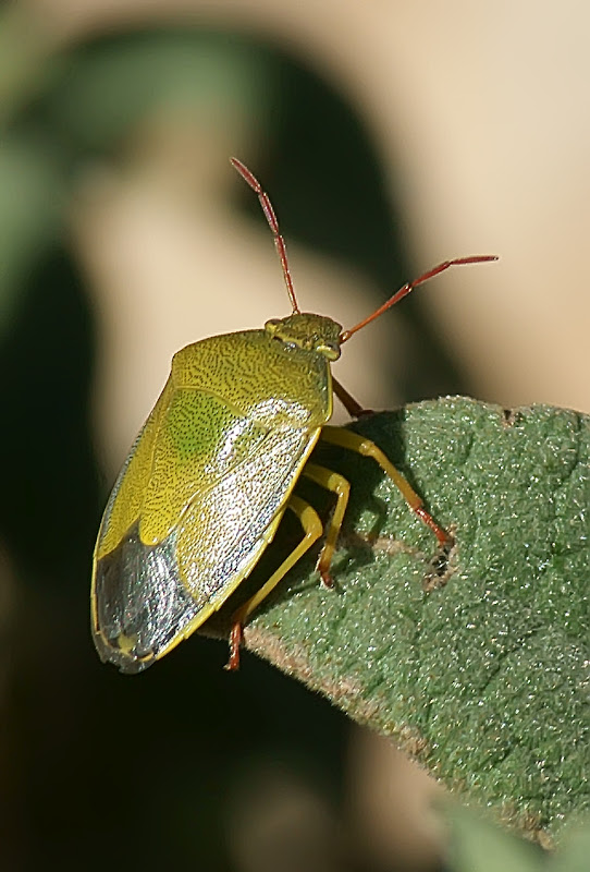 CELES: INSECTOS DE LA SIERRA PERENCHIZA 
