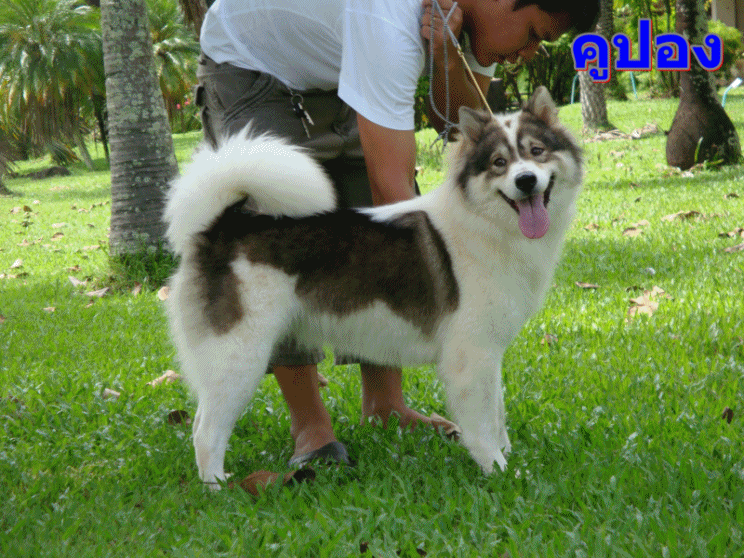 อุดรบางแก้ว: แม่พันธุ์ อุดรบางแก้ว: แม่พันธุ์