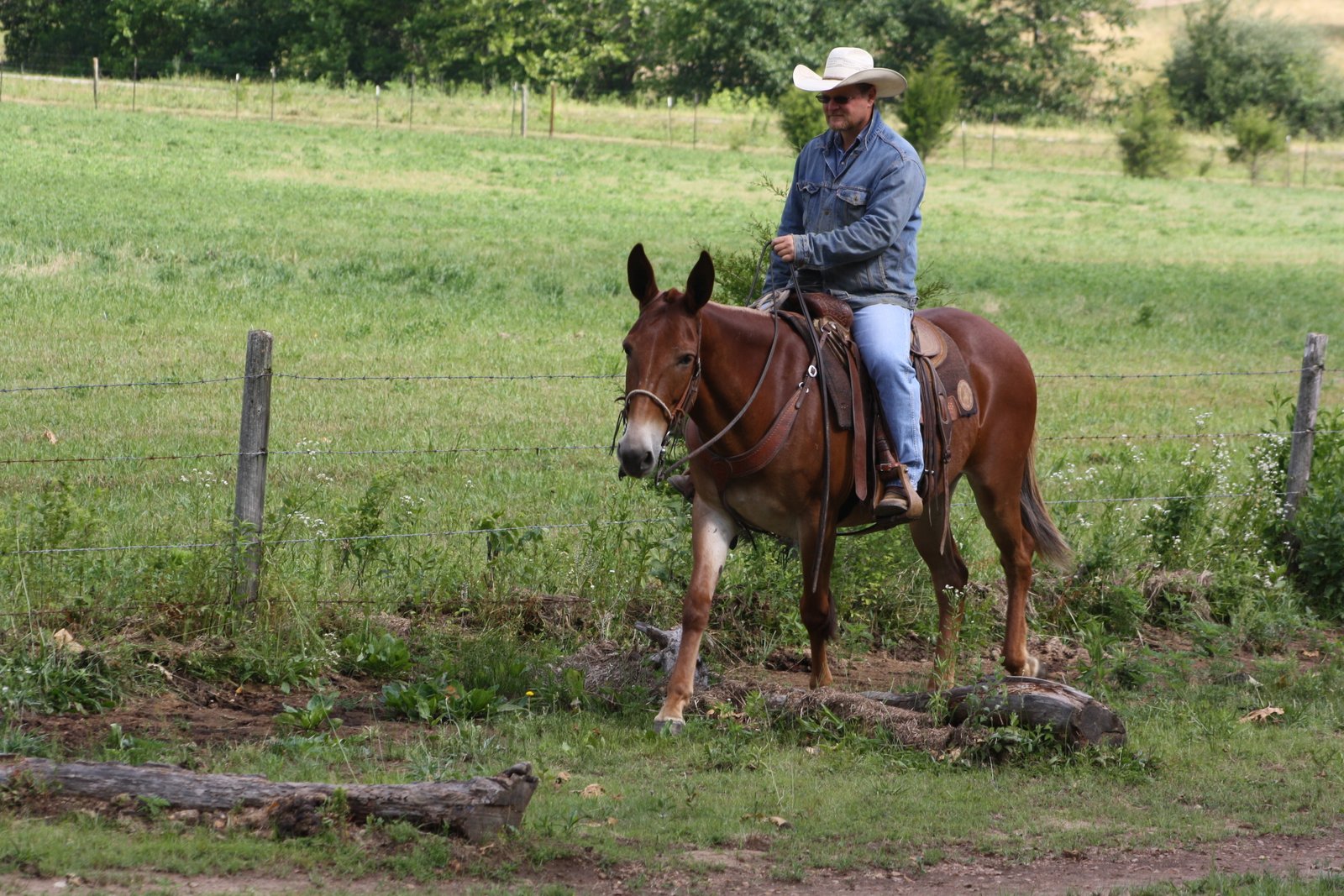 PairADice Mules Jake Clark Mule Day Sale Tardy