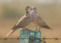 Eurasian Collared Doves in courtship – Kutch – Dec. 2016 – photo by Dhaval Vargiya