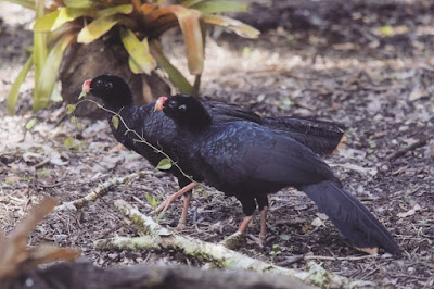 Mutum-de-alagoas, ave considerada extinta, volta ao ambiente natural após 30 anos
