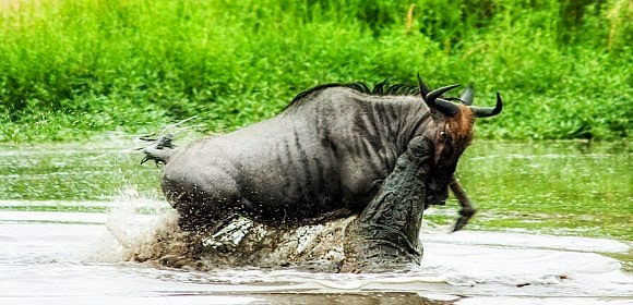Watch in a rare wildlife encounter a hippo helps a crocodile take down a wildebeest at Shingilana Dam in Londolozi Private Game Reserve, South Africa via geniushowto.blogspot.com wildlife videos