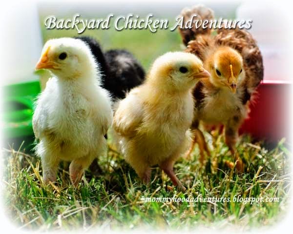 Backyard Chicken Adventures