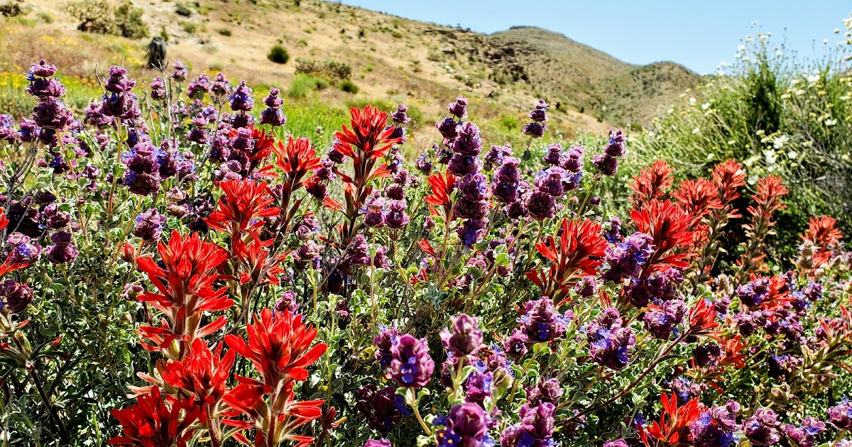 Peterson's Hiking Guides Desert Wildflowers