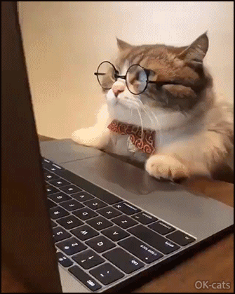 Funny+Cat+GIF+%25E2%2580%25A2+Angry+cat+