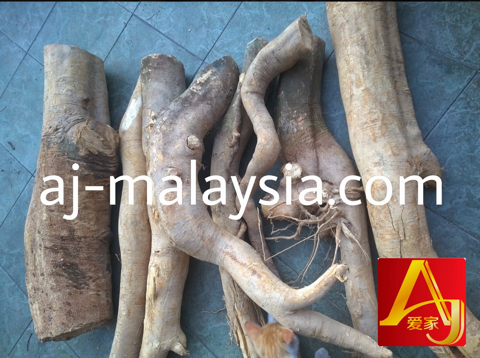 Source Naturals Tongkat Ali 60 Tablets – Nutrition Stop Tongkat ali near me