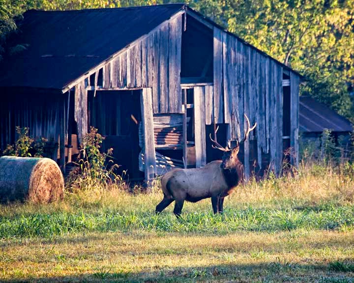 Arkansas Wildlife Photography 9/24/13 Picture Bull Elk by Boxley