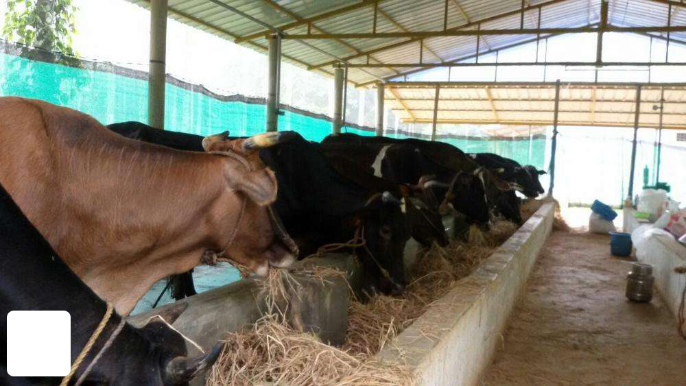 Panamaram Cow Farm for Sale Ph 919562720802 Wayanad Empire