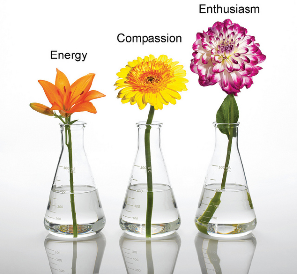 Bank of Flowers The Emotional Impact of Flowers