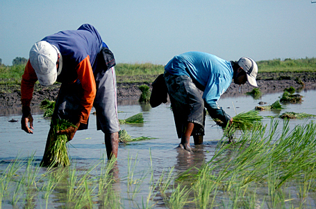 ARALING PANLIPUNAN: IKAAPAT NA BLOG: Sektor ng Agrikultura