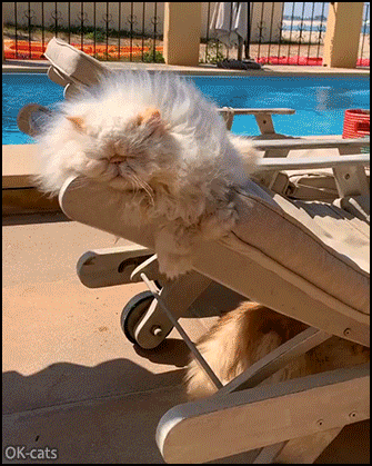 Funny Cat GIF • Super cat chilling hard near the swimming pool Sun-bleached floof! Living the life... Funny Cat GIF • Super cat chilling hard near the swimming pool Sun-bleached floof! Living the life...