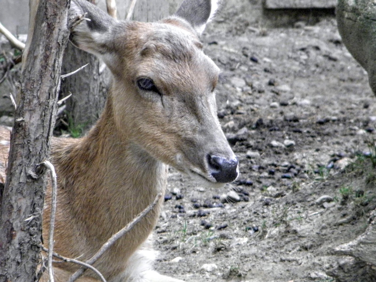 Christian Images In My Treasure Box The Spotted Deer
