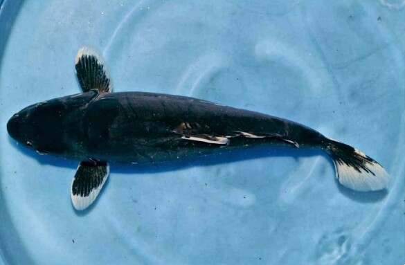 Gambar Dan Nama 2 Ikan Koi - Radea