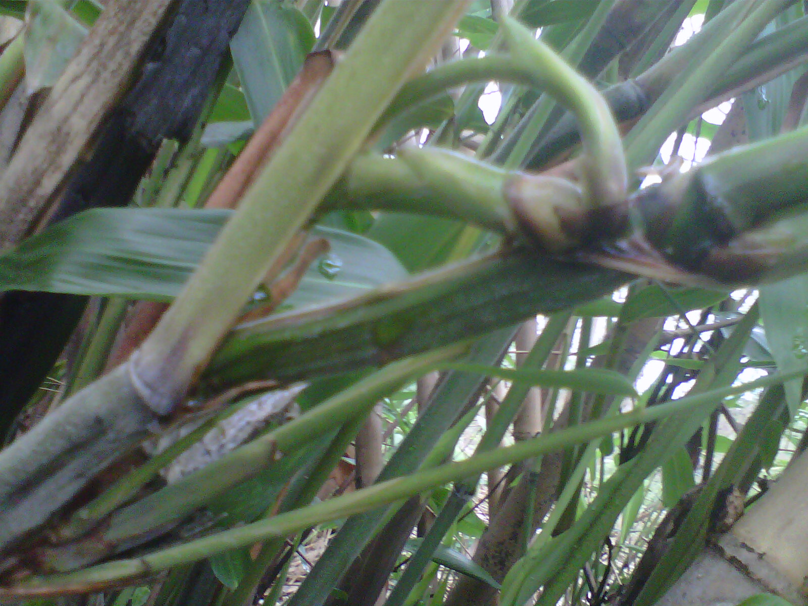 Koleksi Barang Antik: Bambu Pethuk Asli