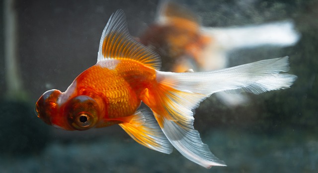 Penyebab ikan mati di aquarium secara tiba tiba - info terkini