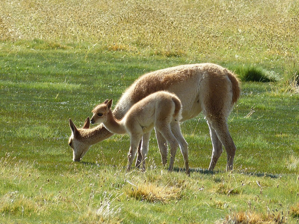 La Vicuna Del Peru La Lana Mas Fina Del Mundo Bayi Vicuna Dan