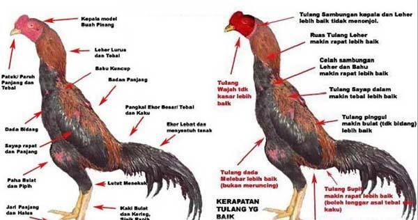 7 Jenis Ayam Bangkok Terbaik Yang Wajib Anda Ketahui Ketstar 7 Jenis Ayam Bangkok Terbaik Yang Wajib Anda Ketahui Ketstar
