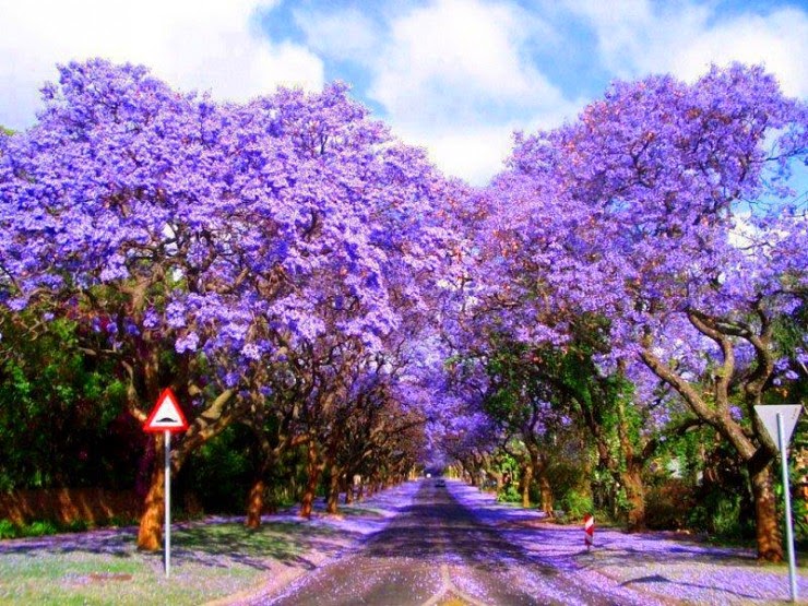 6. Jacarandas Walk, Pretoria, South Africa - Top 10 Blooming Cities in Spring