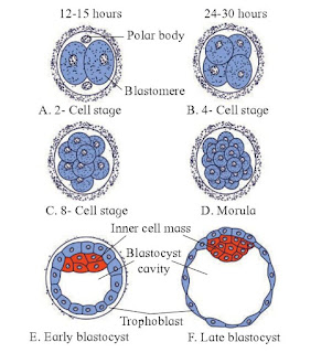 Reproduction in lower & higher Animals Solutions maharashtra state board