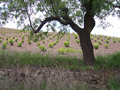 nuestros vinos