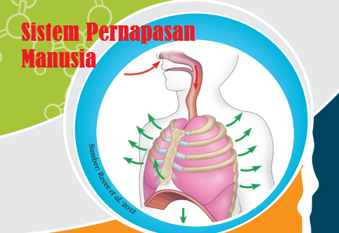 13++ 30 soal ipa tentang sistem pernafasan pada manusia dan jawaban information