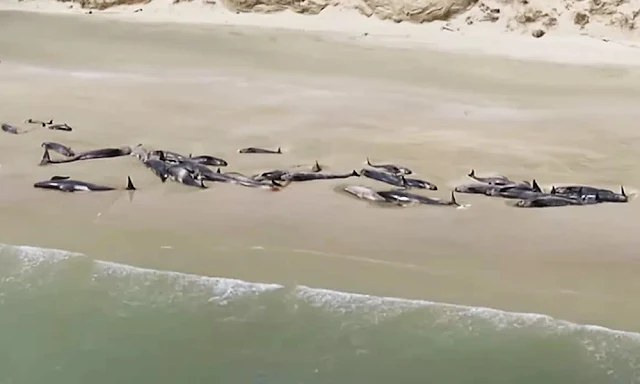 Hallan 145 ballenas muertas en una playa remota de Nueva Zelanda