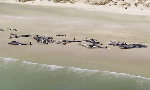 145 ballenas muertas en una playa remota de Nueva Zelanda Hallan 145 ballenas muertas en una playa remota de Nueva Zelanda