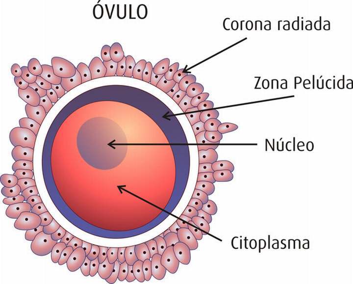 célula reproductora femenina
