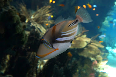 Oceanario-Parques das Naçoes-Lisbonne-Portugal