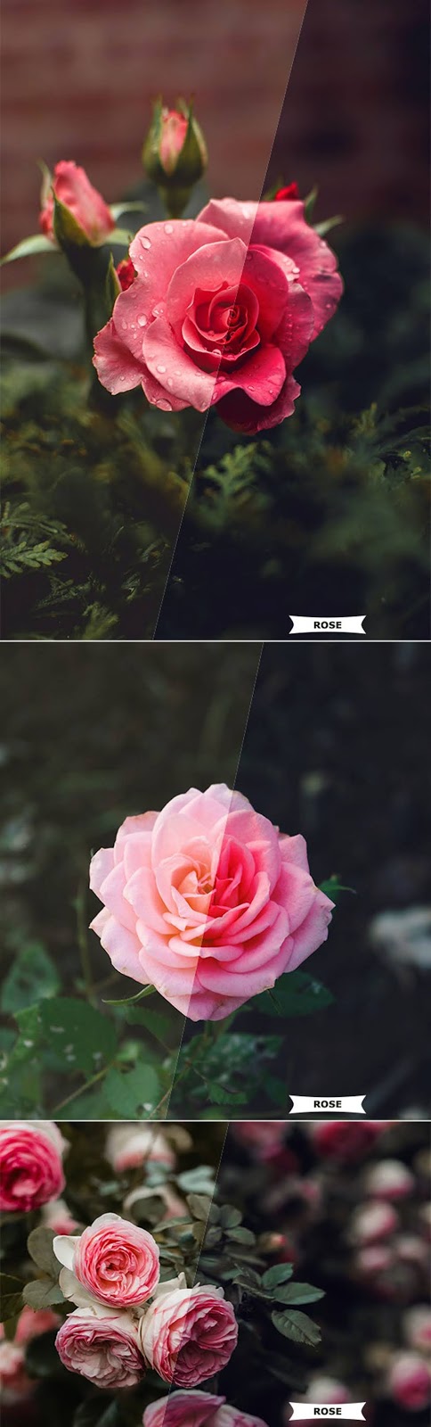 Rose Photoshop Action 26797254 2 Rose Photoshop Action 26797254