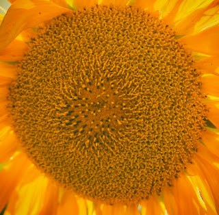 Naturfotografie Lippeaue Sonnenblumen
