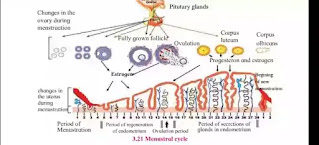 menstruation cycle class 10 menstruation Cycle