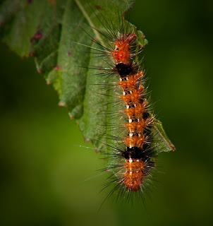 Getting Rid of Caterpillars | DIY Pest Control - Do It Yourself Pest Control