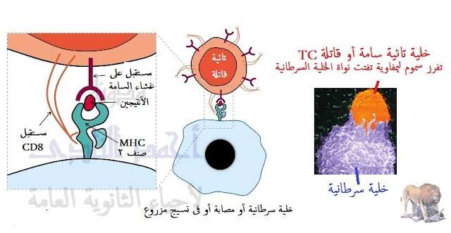 المناعة المكتسبة - المناعة الخلوية - الإنترليوكين - السيتوكينين