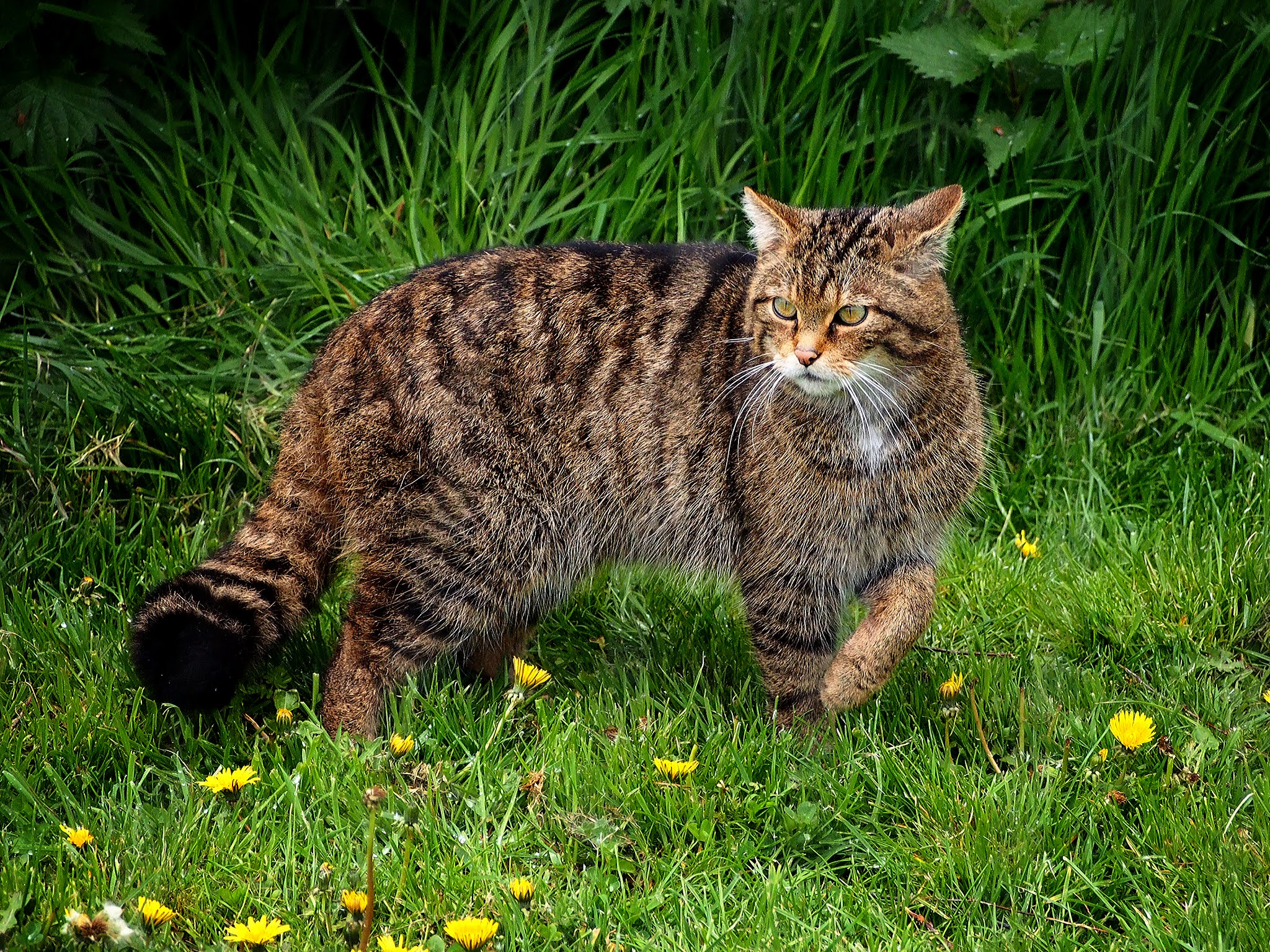 Лесная кошка купить. Европейский Лесной кот камышовый. Шотландская Лесная кошка. Лесной кот Felis Silvestris. Шотландская Дикая Лесная кошка.