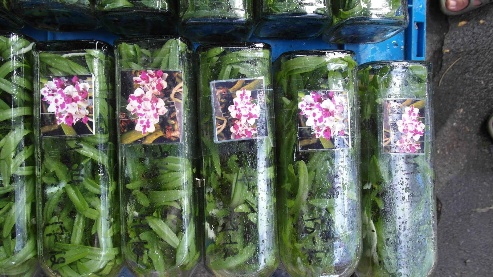 Картинки фласки. Фласки орхидей фаленопсис. Орхидеи из Тайланда в бутылках. Семена орхидеи фаленопсис.