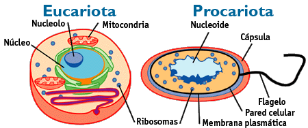 Células eucariota y procariota