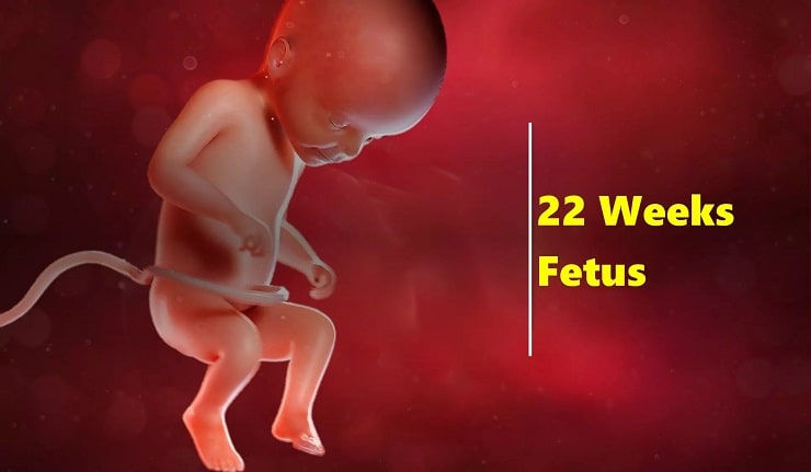 22 week pregnancy in Hindi