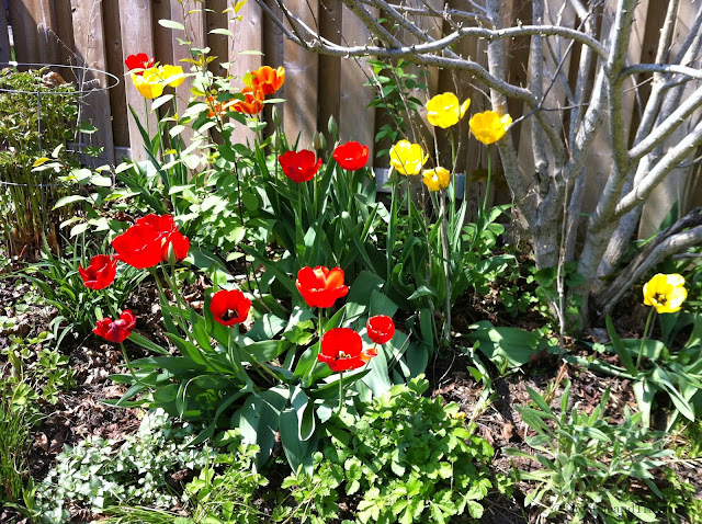 Blooming Splendour In Our Spring Garden Chic Delights blooming-splendour-in-our-spring-garden-chic-delights
