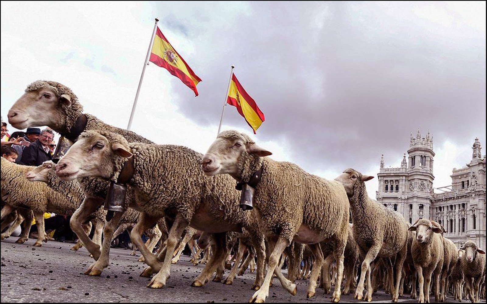 Buckles Blog SPANISH SHEEP STAMPEDE