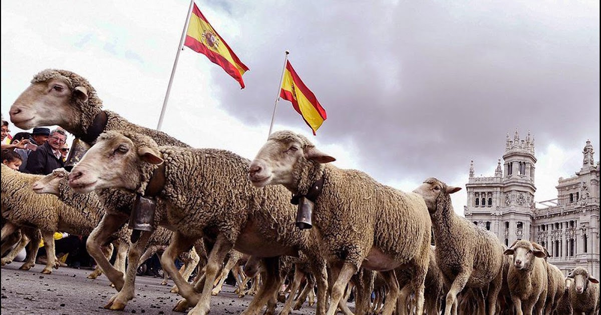 Buckles Blog SPANISH SHEEP STAMPEDE