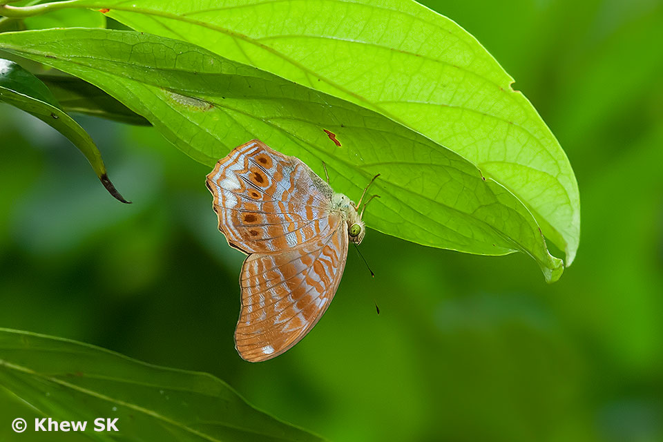 Butterflies of Singapore Upside Down Butterflies