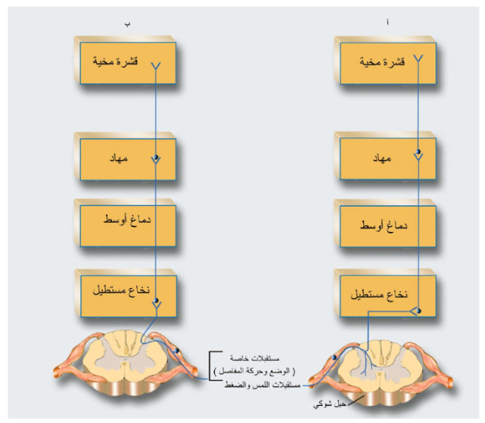 الشكل 1-13: مسالك نقل الإحساسات الخاصة باللمس والضغط (أ) وبالوضع وحركة المفاصل (ب).