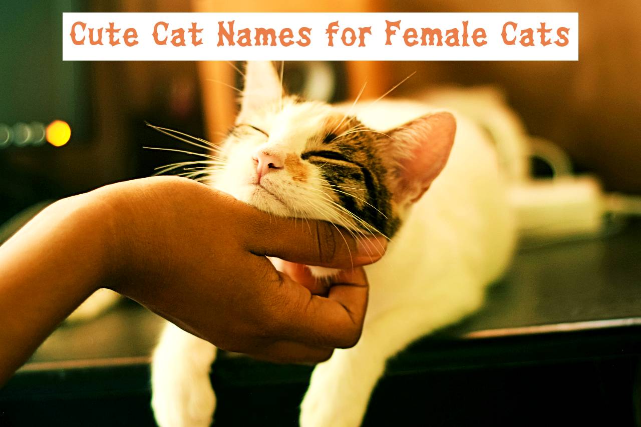 Cute Cat Names for Female Cats