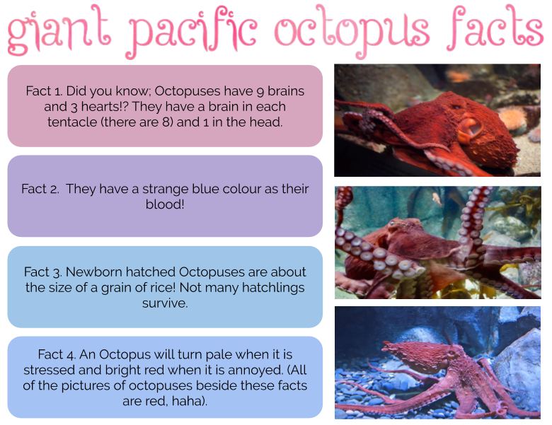 octopus predators octopus predators