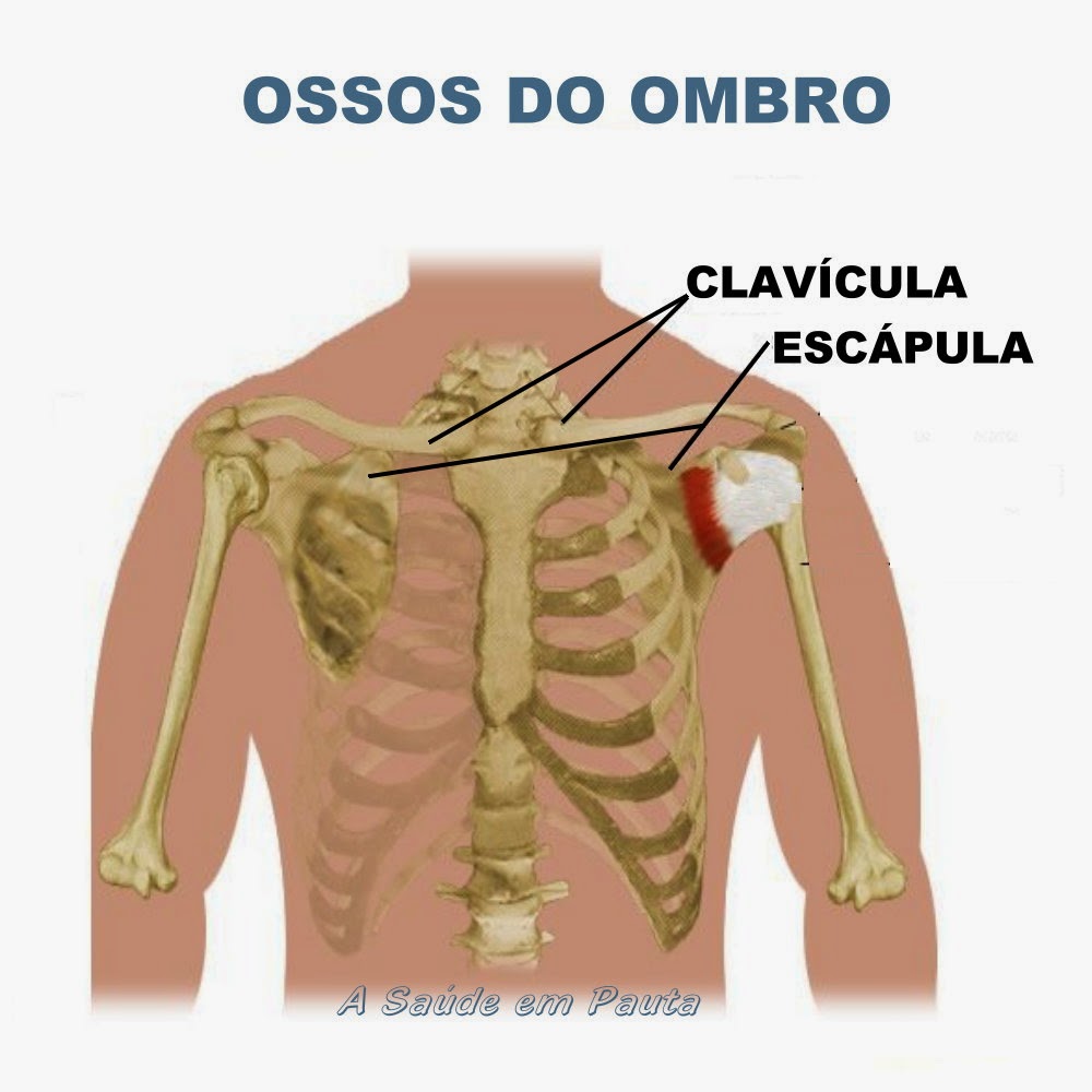 Ossos do Corpo Humano. Nomes, função