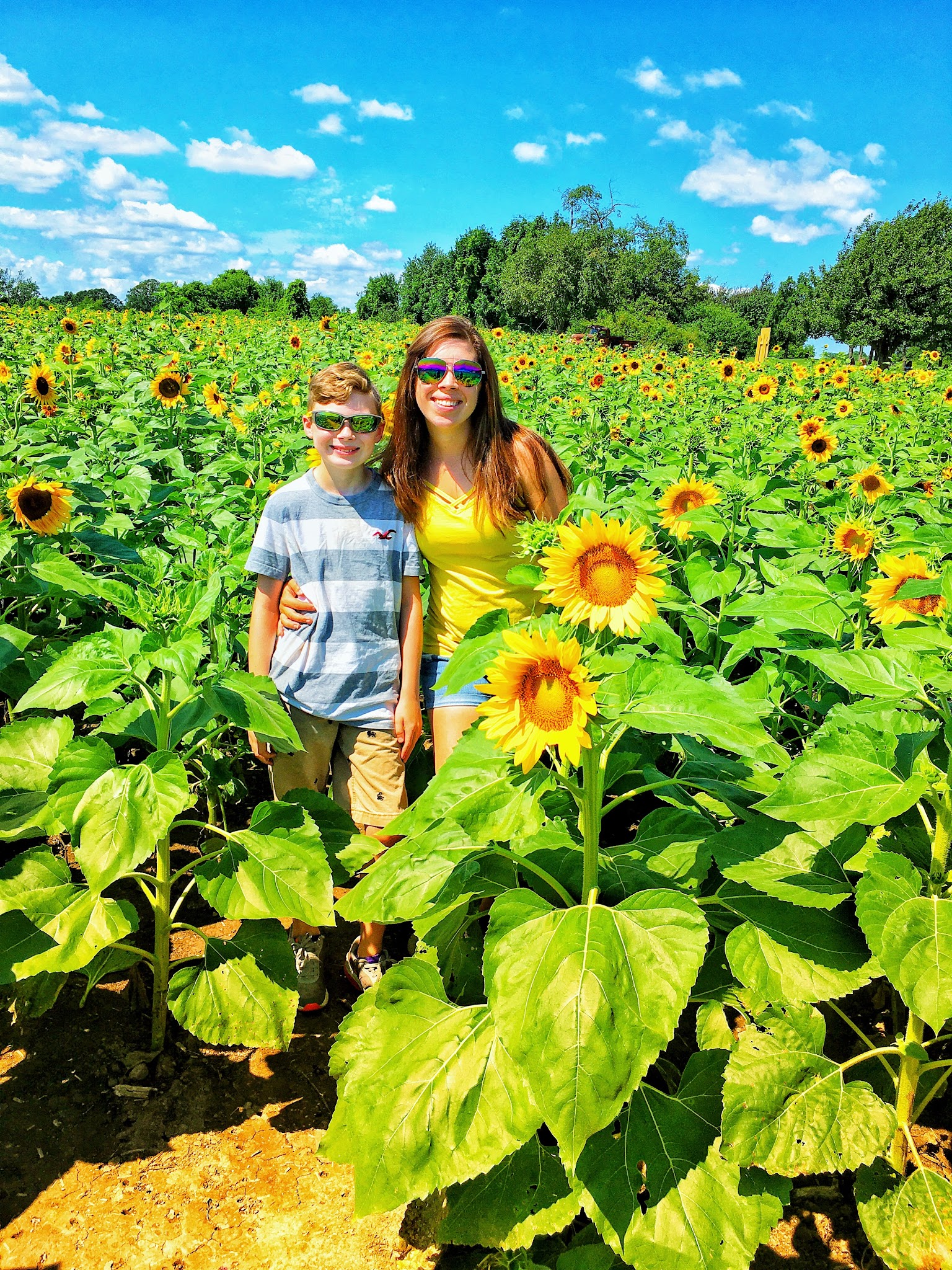 Our visit to the Sunflower fields in Sanborn, New York The Western