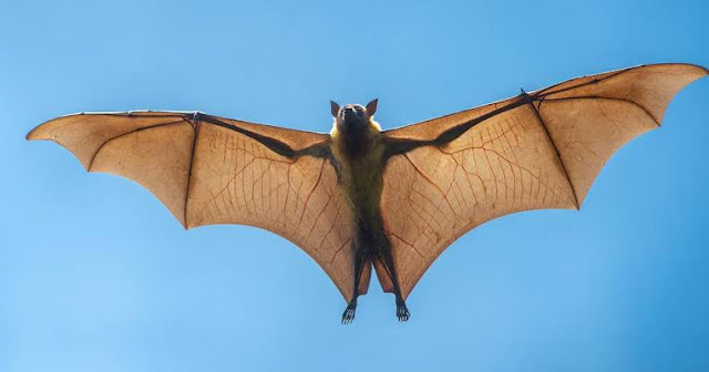 चमगादड़ उल्टा क्यों लटकता है। चमगादड़ के उलटे लटकने का कारण |why bats hang upside down in Hindi