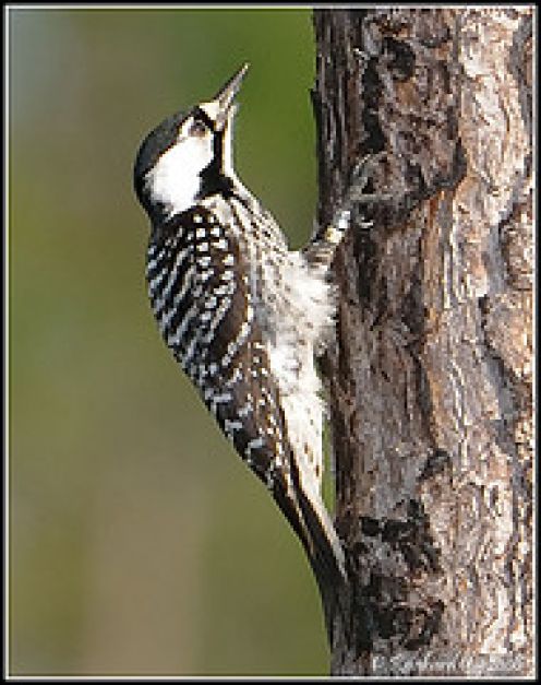 Ovaltes: Red Cockaded Woodpecker Habitat Conservation